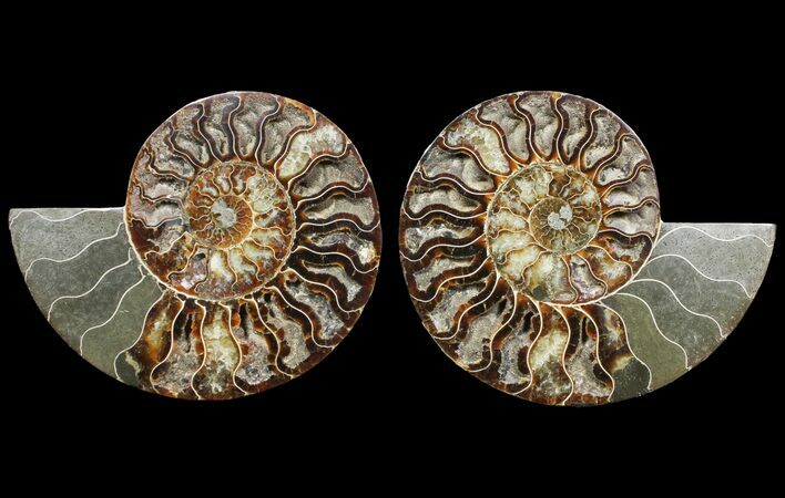 Cut & Polished Ammonite Fossil - Deep Crystal Pockets #94202